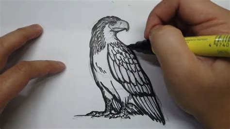 How to draw the Great Philippine Eagle (monkey .